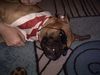 Boxer Hund