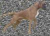 Boxer Foto: Karlos (ID 43289) Boxer Hund
