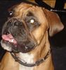 Boxer Foto: Kiara (ID 37553) Boxer Hund