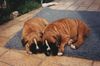Boxer Hund