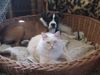 Boxer Hund