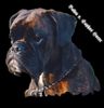 Boxer Hund