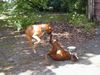 Boxer Foto: Boxer-Kung-Fu (ID 14403) Boxer Hund