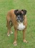 Boxer Foto: Lady (7 Jahre) (ID 28455) Boxer Hund