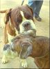 Boxer Foto: Ich hab Dir was zu sagen (ID 44489) Boxer Hund
