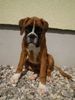 Boxer Hund