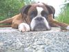 Boxer Foto: Man , bin ich aber kaputt ! (ID 38489) Boxer Hund