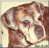 Boxer Foto: Boxeroma Maxi (ID 44346) Boxer Hund
