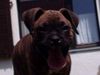 Boxer Foto: 8 Wochen alt (ID 32241) Boxer Hund