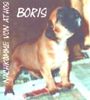 Boxer Foto: Bleib bloß da ! (ID 34533) Boxer Hund