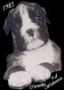 Boxer Foto: nela (ID 29074) Boxer Hund