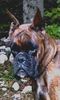 Boxer Hund