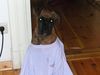 Boxer Hund