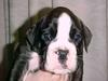 Boxer Hund