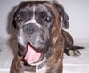 Boxer Foto: Ach, bin ich müde ! (ID 44490) Boxer Hund
