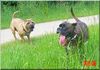 Boxer Foto: Komm spiel mit mir ! (ID 44491) Boxer Hund