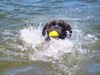 Boxer Foto: Quana beim Schwimmen (ID 44345) Boxer Hund