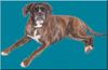 Boxer Foto: Quana (ID 44347) Boxer Hund