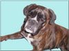 Boxer Foto: Quana5 (ID 44492) Boxer Hund