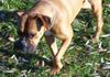 Boxer Foto: Ich bin Bessy (ID 17127) Boxer Hund