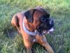 Boxer Foto: Rocky (Gero von der Anschütt) aus Kernen im Remstal (ID 38583) Boxer Hund