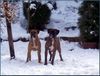 Boxer Foto (ID 17091) Boxer Hund