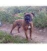 Boxer Foto: SLY der kleine (ID 44494) Boxer Hund