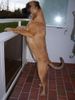 Boxer Foto: Was ist denn da so los? (ID 43280) Boxer Hund