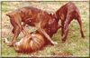 Boxer Foto: Boxer im Spiel (ID 38060) Boxer Hund