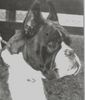 Boxer Foto: Paulina v. Stedinger Hof (ID 36648) Boxer Hund