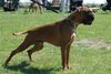 Boxer Foto: Tyson von der Lindwurmstadt ca.11 Monate (ID 44478) Boxer Hund
