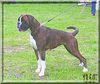 Boxer Foto: Cosma-shiva v.Hochkamp (ID 38357) Boxer Hund