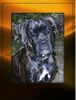 Boxer Foto: Teska (ID 34834) Boxer Hund
