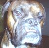 Boxer Foto: unser Niko 2.5Jahre (ID 36496) Boxer Hund