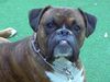 Boxer Foto: unser Niko 2.5Jahre (ID 36497) Boxer Hund
