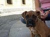 Boxer Hund