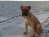 Boxer Hund