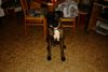 Boxer Hund