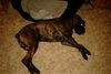 Boxer Hund