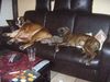 Boxer Foto: Uri und Inka vom Oberbeckser Forst (ID 36043) Boxer Hund