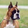 Boxer Hund