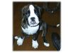 Boxer Hund