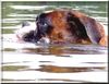 Boxer Foto: ohne Worte (ID 35030) Boxer Hund