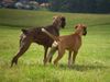 Boxer Foto: Alles im Blick =) (ID 45911) Boxer Hund