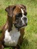 Boxer Hund