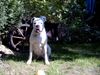 Boxer Foto (ID 9093) Boxer Hund