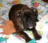 Boxer Hund