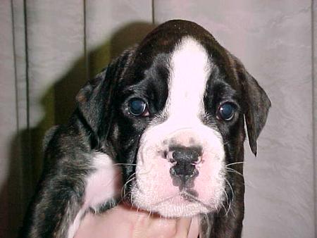 Boxer