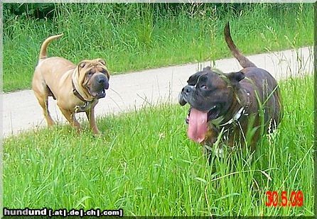 Boxer Hunde Foto 44491 Boxer Komm spiel mit mir !