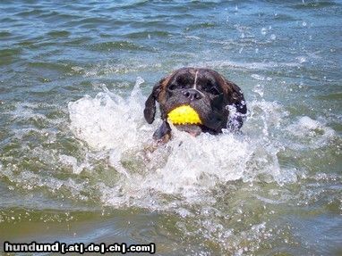Boxer Hunde Foto 44345 in höherer Auflösung ansehen Boxer Quana beim Schwimmen